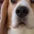 Бигль Принудительная линька Beagle бигль