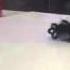 Creepy Crawly Vs MLR Avi