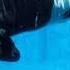 Nero S Day At Disneyland Shamu Wraith Reversed Sped Up