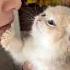 Why Does A Cat Feel Like His Head Is So Cold There Is Nothing That Petting The Cat Can T Solve Th