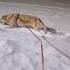 Racing My Dog In Snow
