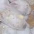Quyon Rabbit