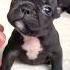 Anak Anjing Lucu Shorts Video