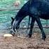 Horse ARIS Is Afraid Of BREAD конь АРИС боится ХЛЕБ