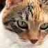 Мудрость мысли жизнь Cat пословицы юмор цитатыосмысле прикол цитатыпрожизнь кот нюша