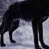 Wolfsounds Relaxinwolf Wildlife Horrorstories Wolfsong Scary Wolf Horror Wolfe Night Kids
