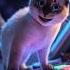 Siamese Cat Goes Wild On Space Synth Shorts