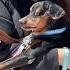 Our Blind Dias Is Adopted And Going To Athens Takis Shelter