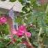 Life In Pink La Vie En Rose Rose Lavie Life Pink Beautifulroses Valentinesroses