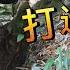 流浪者在密林里收集石块 石岩下建造庇护所 人烟罕至的森林