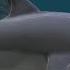 Wildcraft Dolphin Story