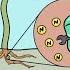 Bacteria Updated