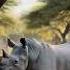 Animals Rhinoceros Fight Sound Shorts Discovery Forest Angry