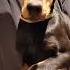 Baby Boy From Litter J Here He Is 3 Months Old Strong And Powerful Future Male Doberman