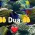 Aye Mere Parwar Digar Mjhe Taufiq De Isalm Islamic Love Taufeeq Ameen Allah Dua Fazar