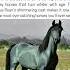The Blue Roan Horse