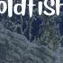 Goldfish 2023