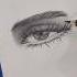 Eye Drawing Shorts Eyes Drawing Yt Ytshort Realistic