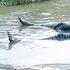 Sacrifice Yourself To Save Master Let S See How The Smart Dog Saved Ly Thi Hoa From Drowning