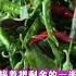 辣椒储存小妙招这样保存能吃一冬天 辣椒储存方法 辣椒储存 辣椒保存 辣椒储存小妙招 辣椒储存一个冬都不会坏的小妙招