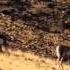 Дикая природа России 1 серия из 6 Сибирь Wild Russia Siberia