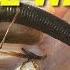 How To Rig A Senko 5 Ways Bass Fishing Tips