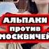 Альпаки против москвичей альпаки москвичи плевки россияне