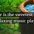 Summer Is The Sweetest Rhythm A Relaxing Music Playlist