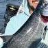 KANGS BABY Salmon Kingsalmon Fishing