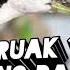 Suara Ruak Ruak Pikat Ruakruak Ruak Ruakruakpikat