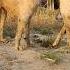 Alash Son Of Nadir Khan Alabai Kangal Bigdogs Animals Dogshorts Lion