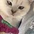 How To Wake Up A Sleeping Cat Catsoftiktok Cats Funnycat Fyp Cutecat