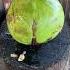 Amazing Green Coconut Coconut Shortsvideo