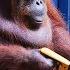 Orangutan Saws A Tree Spy In The Wild BBC