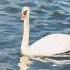 The Ugly Ducklings Turned Into A Beautiful Swan Love Song Beauty Dramas Trending Shorts