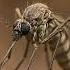 Why Are Mosquitoes Increasing Day By Day