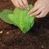 Unbelievable Plant Watering Hack To Boost Growth Instantly
