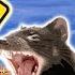 Australian Animals Animals For Kids Weird Wild Animals