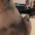 А какие Команды знает ваш попугай попугай корелла Calopsita Parrot Birds приручениепопугая