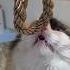 Eevee Hopes You Have A Purrrrfect Day Today Asmr Purr Cat