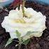 How To Grow White Roses With Banana Shorts Viral Reels Plants Garden Youtubeshorts