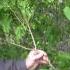 How To Prune Lilacs After Flowering Tips For Rejuvenation Bloom Management