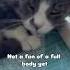 Touching Chase Thisisrescue Trending Feral Cat Love Chase Share Fyp Visit Vacation Cute