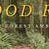 Redwood Forest Soundscape 4K Forest Walk Not AI Natural Ambience Study Meditation