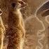 Drongo Bird Tricks Meerkats Africa BBC Earth