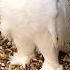 Snowy Owl Always Watching