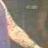 Rose Tattoo Juice On The Loose