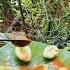 L Lovemango Recipe Shortsviral Food Shorts Nwe Viar