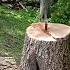 HUGE OAK 10 000 POUNDS Lumber Wood Fire Place Jack Break Scale Removal Tree Frog Up High