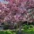 Beautiful Fruitless Cherry Blossom Tree Shorts